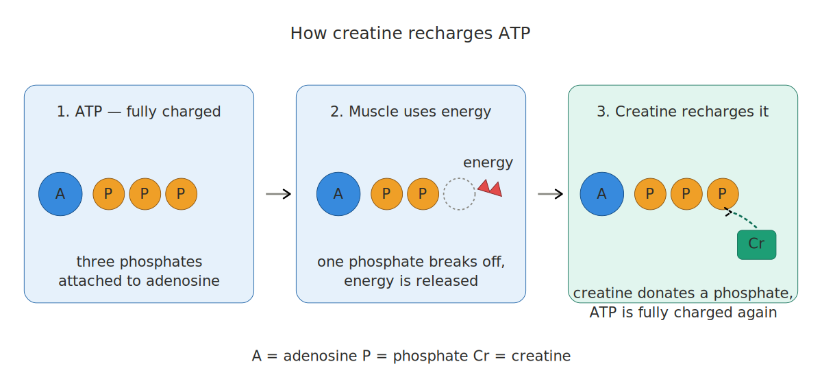 Diagram showing how creatine recharges ATP in three steps: ATP fully charged with three phosphates, muscle contraction releasing one phosphate as energy, and creatine donating a replacement phosphate to recharge ATP