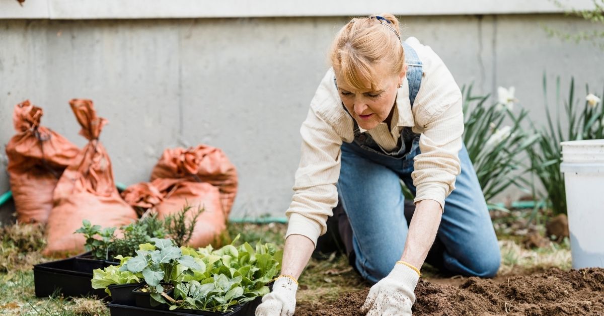 Woman kneeling on the ground while planting in her garden, using the leg strength and flexibility measured by the sitting-rising test
